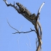 iguana_green_gc_v_0030_cay0814.jpg